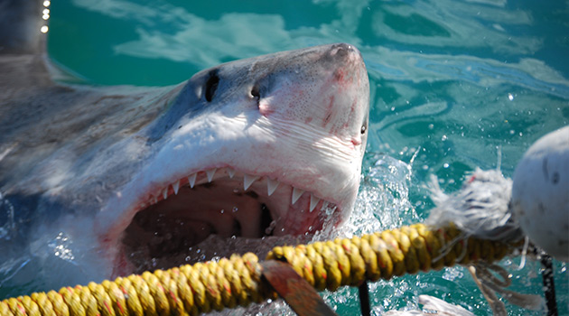 Shark Cage Dive - South Africa